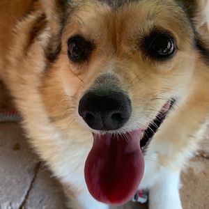 Meet your Posher, Lilly